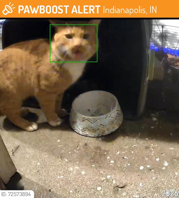 Found/Stray Unknown Cat last seen Camberwood Dr and 71st Street, Indianapolis, IN 46268