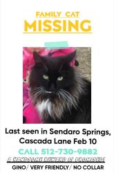 Lost Male Cat last seen Cascada Lane , Round Rock, TX 78681
