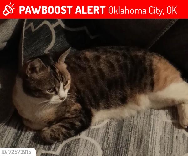 Lost Female Cat last seen Grand and i35 near drovers inn , Oklahoma City, OK 73129