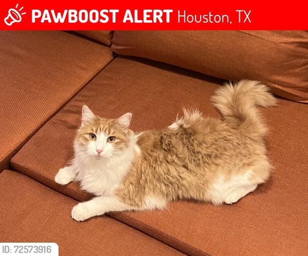 Lost Male Cat last seen Hammerly & Campbell, Houston, TX 77080