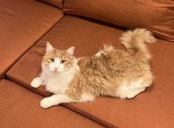 Lost Male Cat last seen Hammerly & Campbell, Houston, TX 77080
