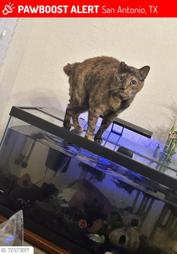 Lost Female Cat last seen Pecan station, stone oak, San Antonio, TX 78258