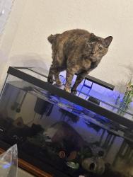 Lost Female Cat last seen Pecan station, stone oak, San Antonio, TX 78258