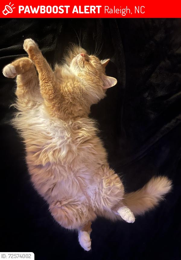 Lost Male Cat last seen Carolyn drive & ingram, Raleigh, NC 27604