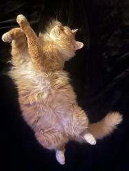 Lost Male Cat last seen Carolyn drive & ingram, Raleigh, NC 27604
