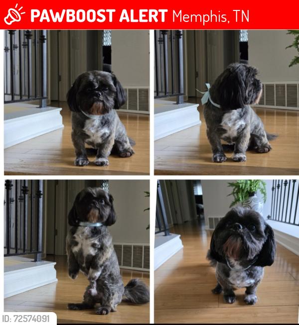 Lost Male Dog last seen Prescott Rd and Carlock Cove, Memphis, TN 38118