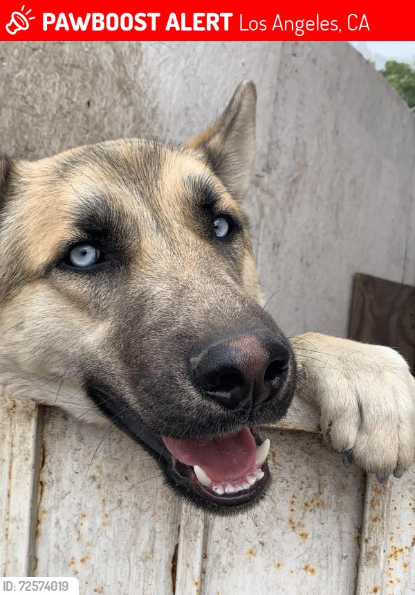Lost Male Dog last seen Sunol Dr and Olympic Blvd, Los Angeles, CA 90023