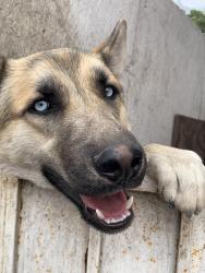Lost Male Dog last seen Sunol Dr and Olympic Blvd, Los Angeles, CA 90023