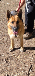 Lost Female Dog last seen Sunol Dr and Olympic Blvd, Los Angeles, CA 90023