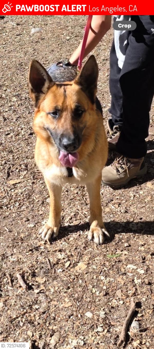 Lost Female Dog last seen Sunol Dr and Olympic Blvd, Los Angeles, CA 90023