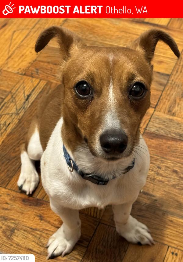 Lost Male Dog last seen Near S Highway 24, Othello, WA 99344