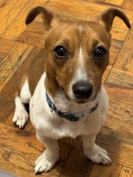 Lost Male Dog last seen Near S Highway 24, Othello, WA 99344