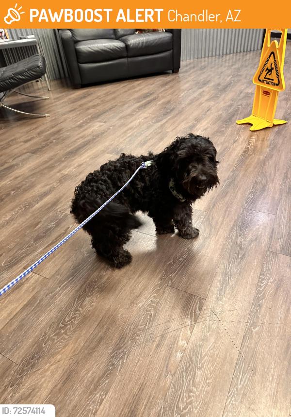 Found/Stray Male Dog last seen Near W. Galveston street Chandler az, Chandler, AZ 85225