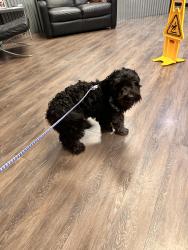Found/Stray Male Dog last seen Near W. Galveston street Chandler az, Chandler, AZ 85225