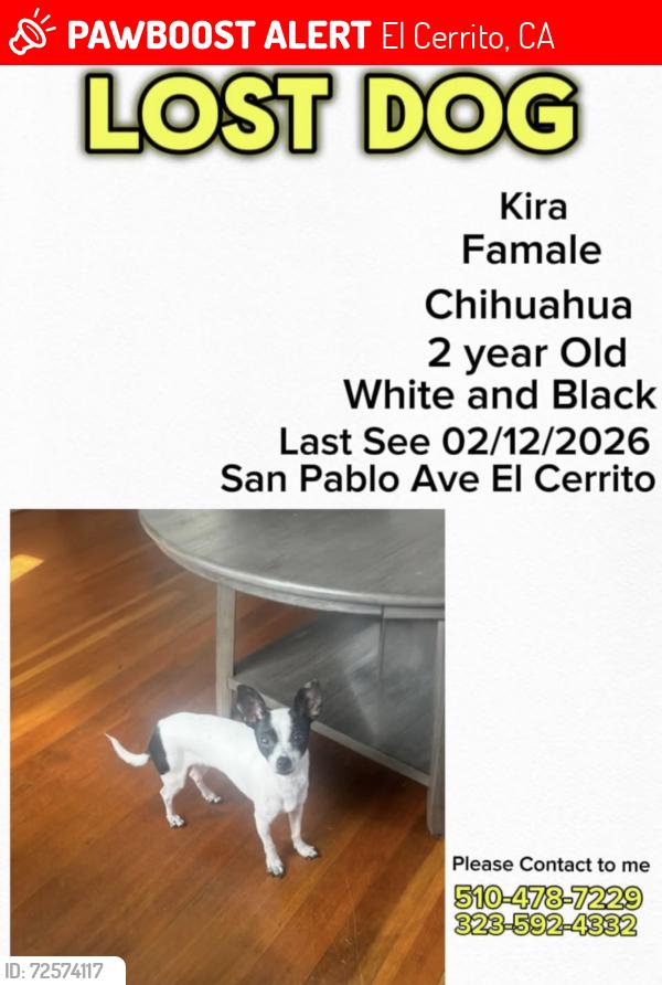 Lost Female Dog last seen Near San Pablo Ave , El Cerrito, CA 94530