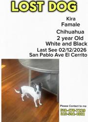Lost Female Dog last seen Near San Pablo Ave , El Cerrito, CA 94530