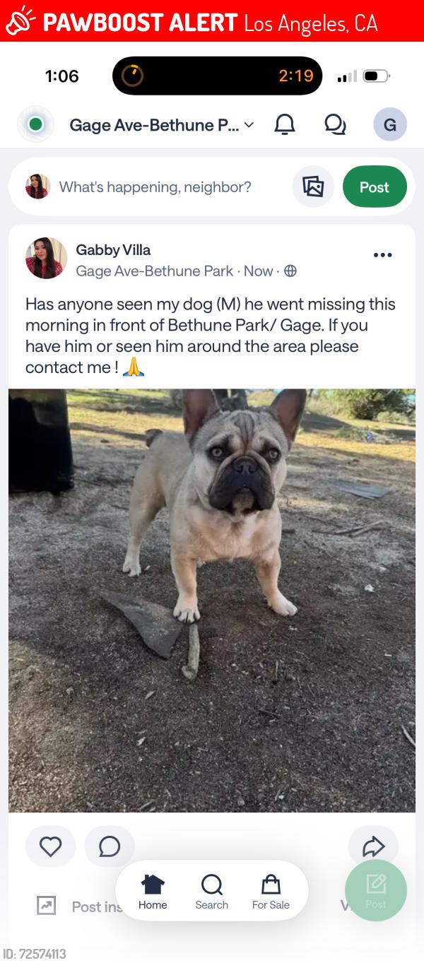 Lost Male Dog last seen Bethune park, Los Angeles, CA 90001