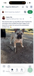 Lost Male Dog last seen Bethune park, Los Angeles, CA 90001
