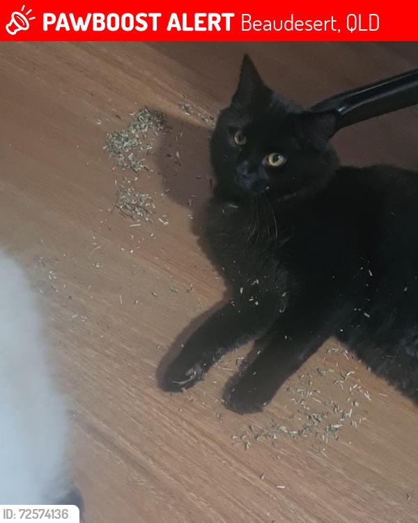 Lost Male Cat last seen Cedar dr beaudesert , Beaudesert, QLD 4285