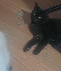 Lost Male Cat last seen Cedar dr beaudesert , Beaudesert, QLD 4285