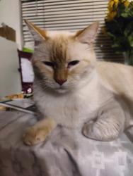 Lost Male Cat last seen  South side of Stark at 157th , Portland, OR 97233
