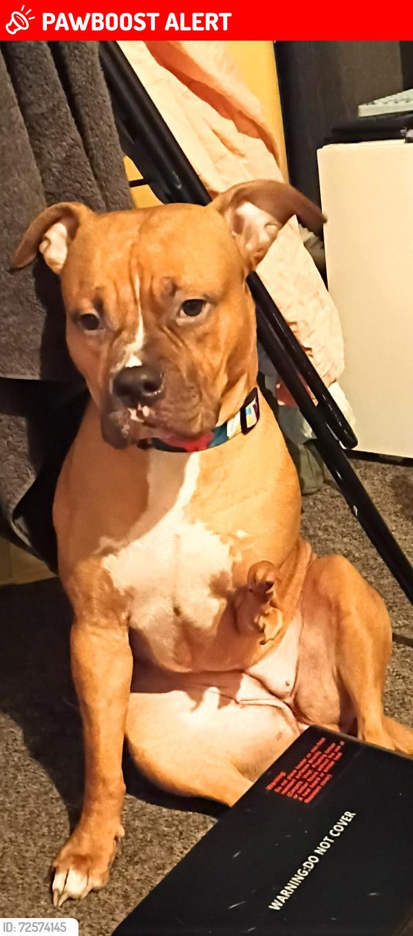 Lost Female Dog last seen Blaxcell St, South Granville, NSW 2142