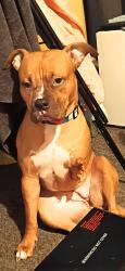 Lost Female Dog last seen Blaxcell St, South Granville, NSW 2142