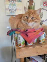 Lost Male Cat last seen Moore Road & Joiner Parkway, Lincoln, CA 95648