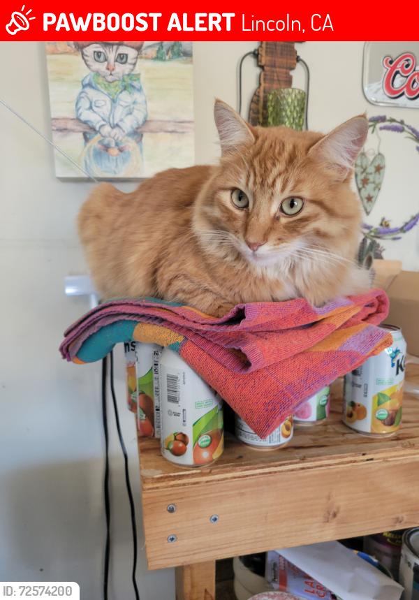 Lost Male Cat last seen Moore Road & Joiner Parkway, Lincoln, CA 95648