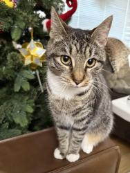 Lost Female Cat last seen 123rd Ave SE, 52nd St Bellevue 98006, Bellevue, WA 98006