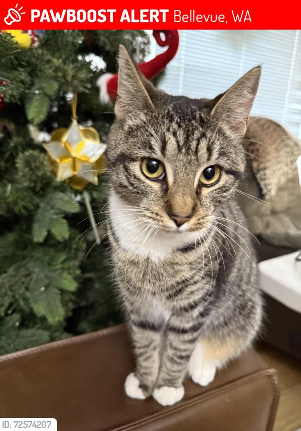 Lost Female Cat last seen 123rd Ave SE, 52nd St Bellevue 98006, Bellevue, WA 98006