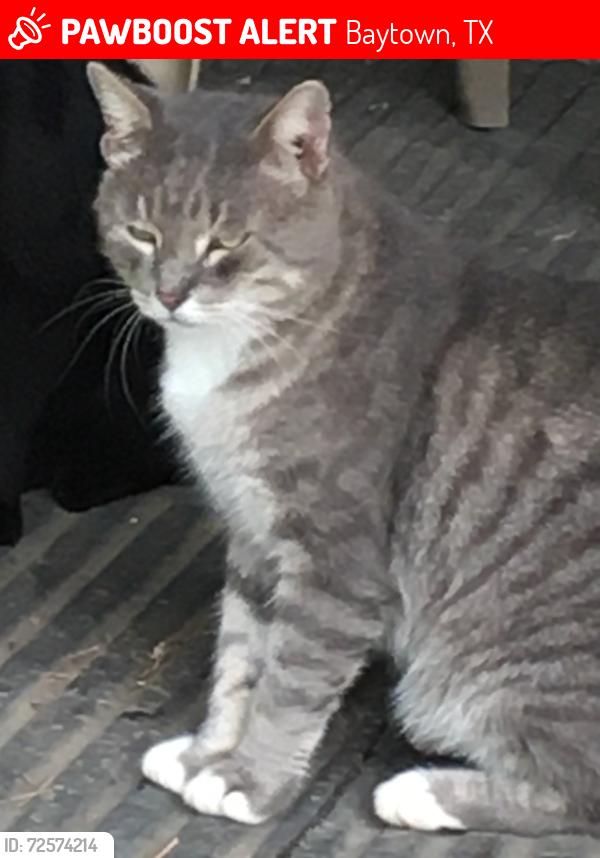 Lost Male Cat last seen Near N Main St, Baytown, TX 77521