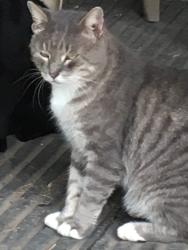 Lost Male Cat last seen Near N Main St, Baytown, TX 77521