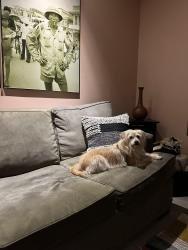 Lost Female Dog last seen 36th st and oak , Phoenix, AZ 85008