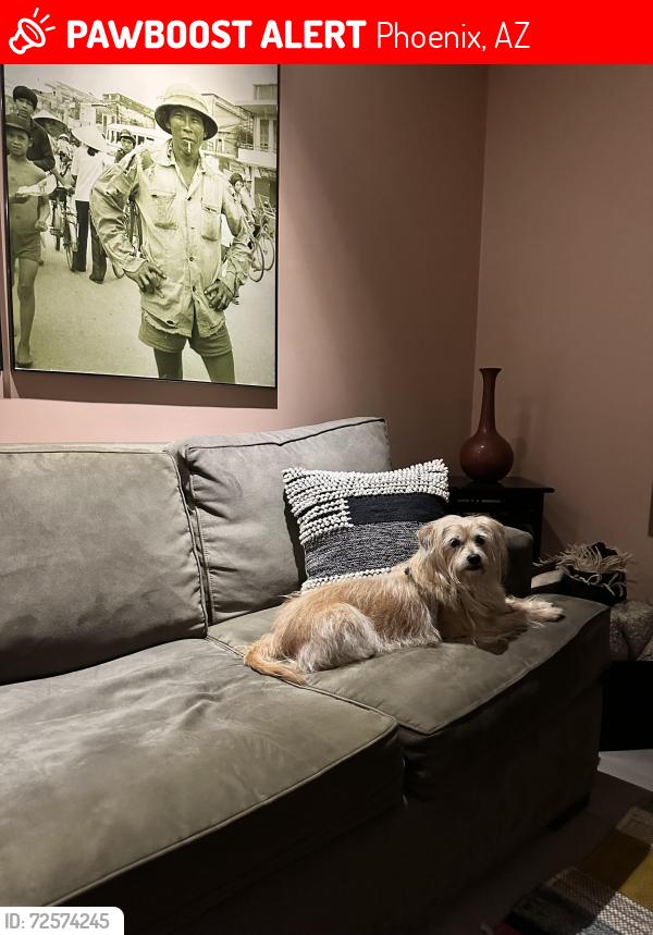 Lost Female Dog last seen 36th st and oak , Phoenix, AZ 85008