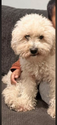 Lost Male Dog last seen Duncan road & Dessert Ranch, Phelan, CA 92371