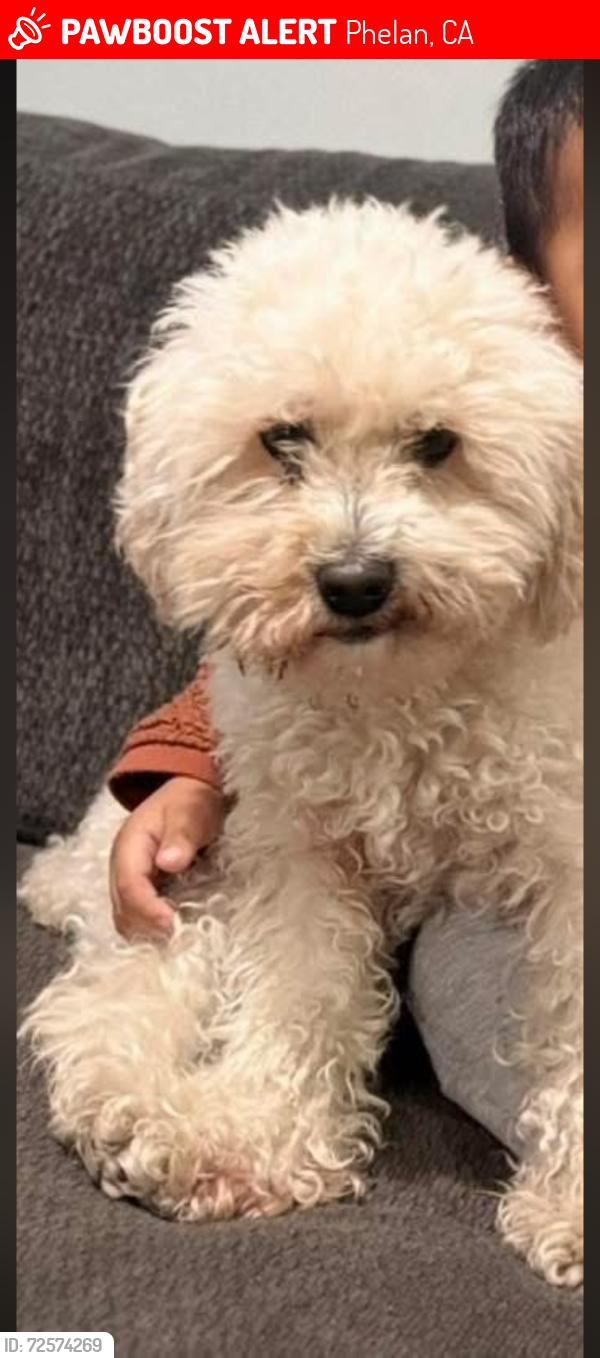 Lost Male Dog last seen Duncan road & Dessert Ranch, Phelan, CA 92371