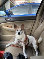 Lost Male Dog last seen Rancho Vista blvd , Palmdale, CA 93551