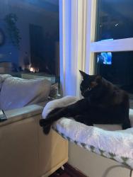 Lost Male Cat last seen Marylhurst heights park , West Linn, OR 97068