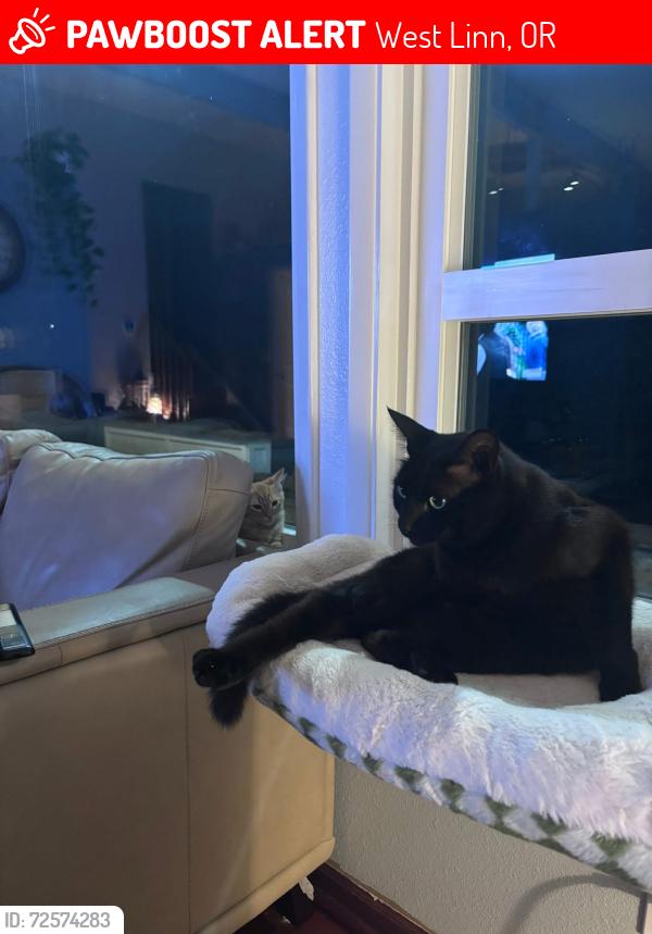 Lost Male Cat last seen Marylhurst heights park , West Linn, OR 97068