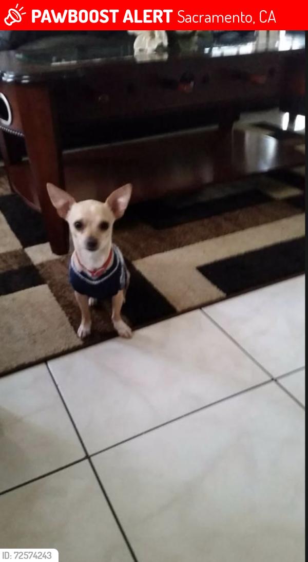 Lost Male Dog last seen Near Vallarta Cir Sacramento, CA  95834 United States , Sacramento, CA 95834