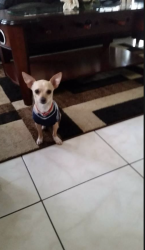 Lost Male Dog last seen Near Vallarta Cir Sacramento, CA  95834 United States , Sacramento, CA 95834
