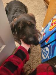 Reunited Female Dog last seen Wyoming/Kingsrow, Reno, NV 89503