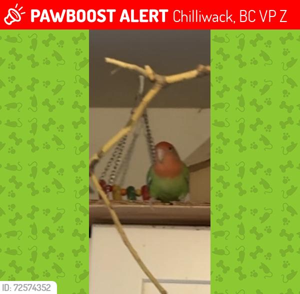 Lost Male Bird last seen Glenwood st chilliwack , Chilliwack, BC V2P 3Z6