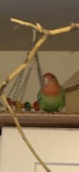 Lost Male Bird last seen Glenwood st chilliwack , Chilliwack, BC V2P 3Z6