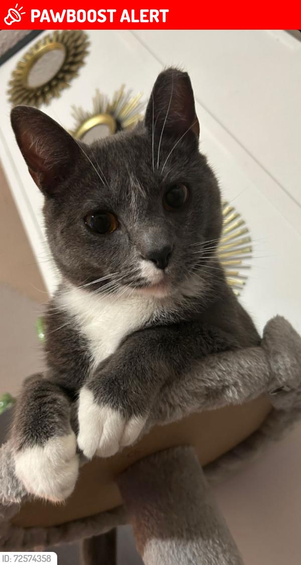 Lost Male Cat last seen Anna Kate Circle chesnee , Spartanburg County, SC 29323