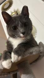 Lost Male Cat last seen Anna Kate Circle chesnee , Spartanburg County, SC 29323