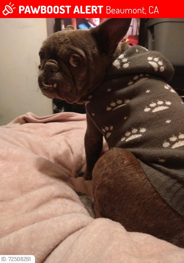 Lost Female Dog last seen Magnoila ave and 8th street , Beaumont, CA 92223