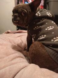 Lost Female Dog last seen Magnoila ave and 8th street , Beaumont, CA 92223