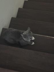 Lost Male Cat last seen Laurel Hills community, Las Vegas, NV 89178